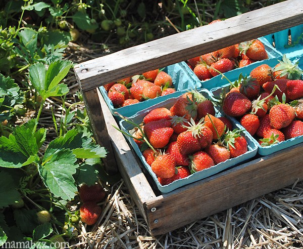 Strawberries-from-McGarrah-Farms