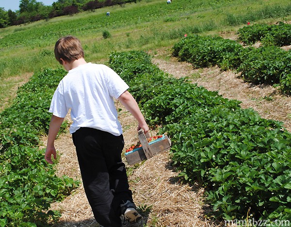 Strawberry-Picking-with-the-kids