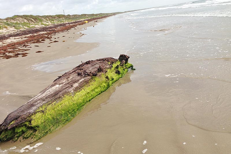 mossy log on San Jose Island beach