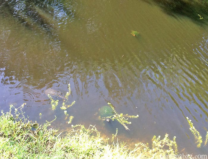 Turtles at Anchor Inn on Sanibel Island