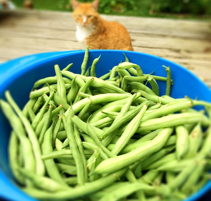 Snapping Green Beans with My Helper