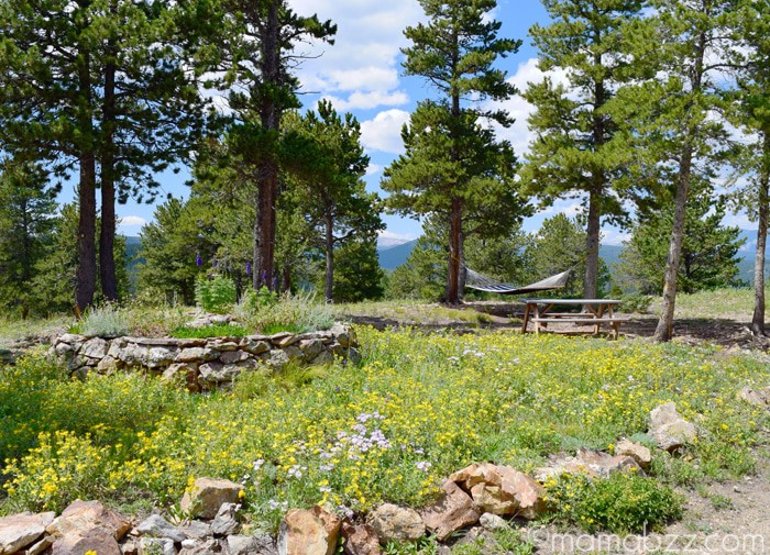 Colorado Wildflowers Against a Mountain Backdrop {MamaBuzz - mamabzz.com}