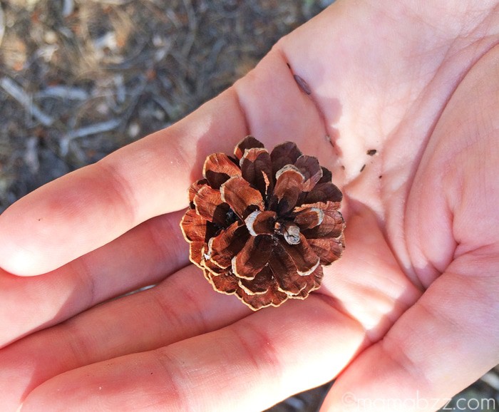 Pinecones in Colorado Rockies {MamaBuzz - mamabzz.com}