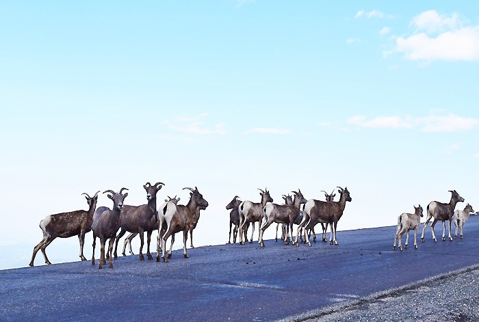 Just beyond Denver, outside Idaho Springs, stands beautiful Mount Evans, a 14,265′ beast of a mountain in the Front Range of the Colorado Rocky Mountains. Travel the highest paved road in North America, the road to the summit of Mount Evans in Colorado.
