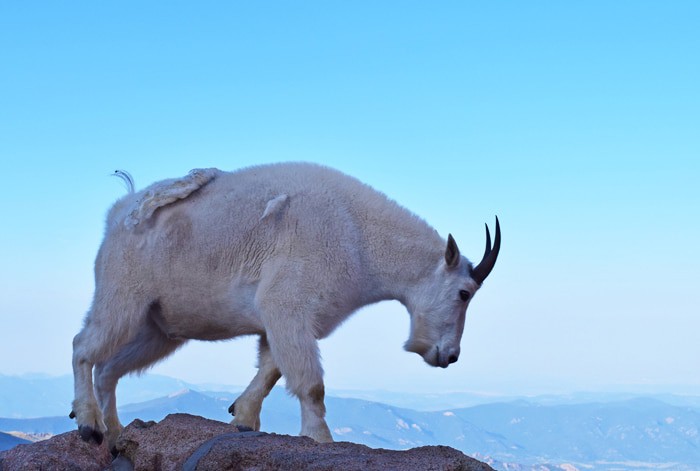 Just beyond Denver, outside Idaho Springs, stands beautiful Mount Evans, a 14,265′ beast of a mountain in the Front Range of the Colorado Rocky Mountains. Travel the highest paved road in North America, the road to the summit of Mount Evans in Colorado.