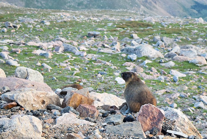 Just beyond Denver, outside Idaho Springs, stands beautiful Mount Evans, a 14,265′ beast of a mountain in the Front Range of the Colorado Rocky Mountains. Travel the highest paved road in North America, the road to the summit of Mount Evans in Colorado.
