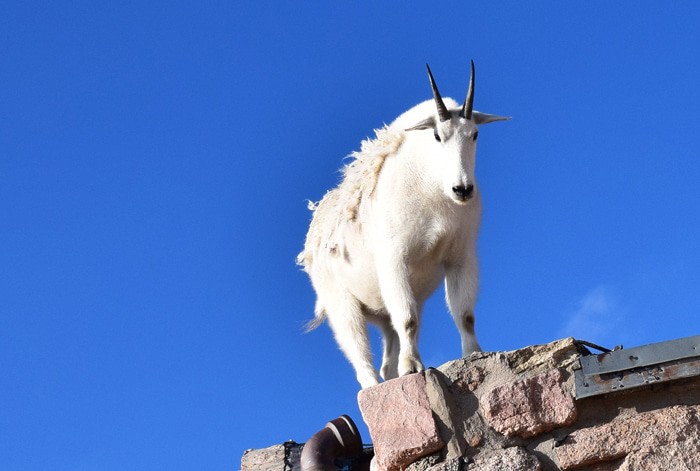 Just beyond Denver, outside Idaho Springs, stands beautiful Mount Evans, a 14,265′ beast of a mountain in the Front Range of the Colorado Rocky Mountains. Travel the highest paved road in North America, the road to the summit of Mount Evans in Colorado.