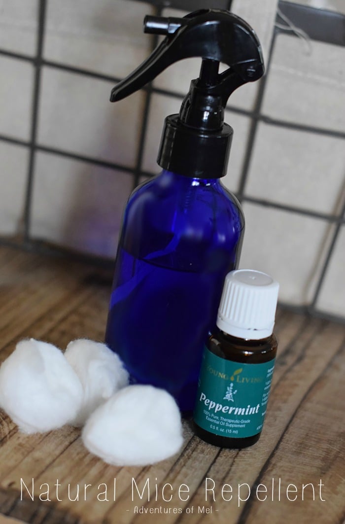 Simple and Natural Mice Repellent