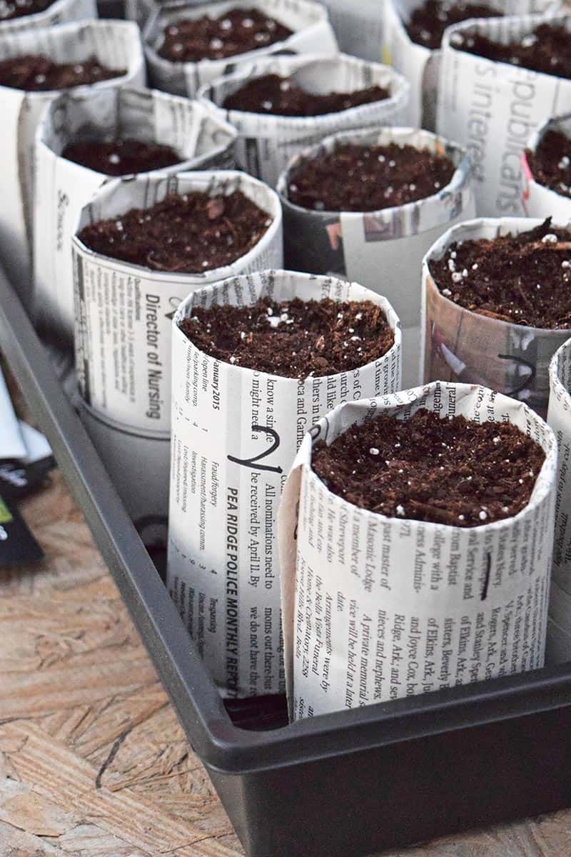 newspaper seedling pots filled with potting mix in a black seed starter tray for starting seeds indoors