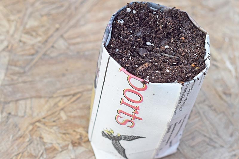 filling newspaper seedling pot with potting mix