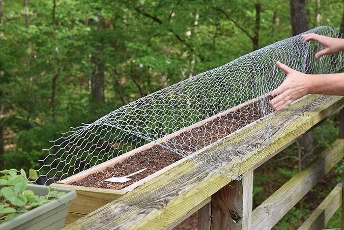 Squirrels eating your tomatoes, strawberries, and just making a mess out of your garden? A simple solution to keep squirrels out of deck rail planters.