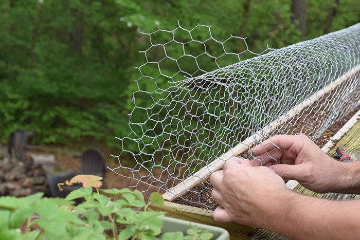 Squirrels eating your tomatoes, strawberries, and just making a mess out of your garden? A simple solution to keep squirrels out of deck rail planters.