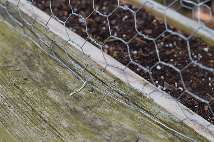 Squirrels eating your tomatoes, strawberries, and just making a mess out of your garden? A simple solution to keep squirrels out of deck rail planters.