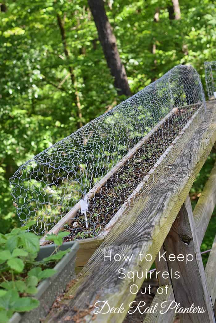 Squirrels eating your tomatoes, strawberries, and just making a mess out of your garden? A simple solution to keep squirrels out of deck rail planters.