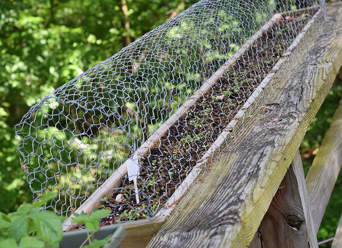 Squirrels eating your tomatoes, strawberries, and just making a mess out of your garden? A simple solution to keep squirrels out of deck rail planters.