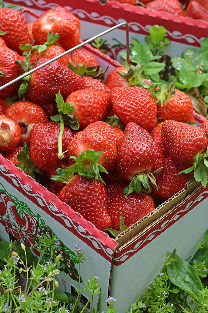Strawberry Shortcake made with a cream cheese whipped cream, Grandma's biscuits, and juicy red strawberries! Print the recipe for Old-Fashioned Strawberry Shortcake with Grandma's Biscuits.