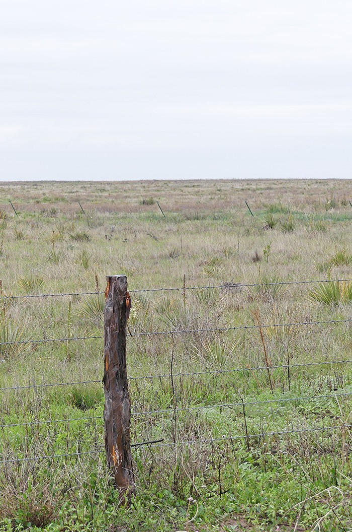 The Rita Blanca National Grassland is a quiet place to stop and camp overnight on a road trip to Colorado or New Mexico. Off the beaten path, roadside camping is allowed at the Thompson Grove Picnic Ground near Dalhart, Texas. The grassland stretches on for miles. On a sunny day, the sky is the bluest blue you can ever imagine. And it's hard to describe the stars on a cloudless night. We've camped here a couple times, this last time a bit stormy and cloudy but no less beautiful.