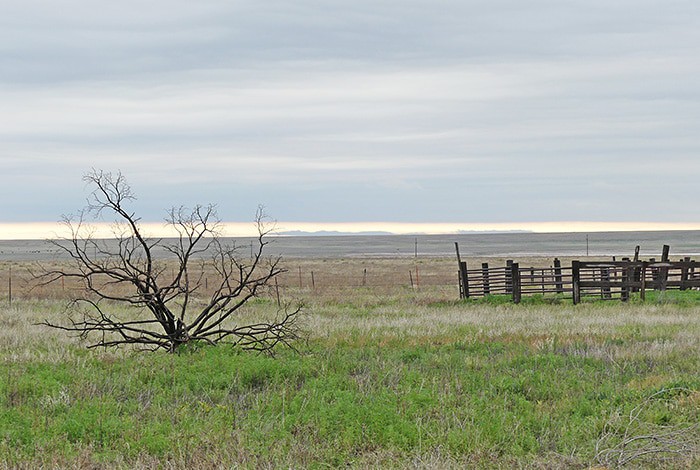 The Rita Blanca National Grassland is a quiet place to stop and camp overnight on a road trip to Colorado or New Mexico. Off the beaten path, roadside camping is allowed at the Thompson Grove Picnic Ground near Dalhart, Texas. The grassland stretches on for miles. On a sunny day, the sky is the bluest blue you can ever imagine. And it's hard to describe the stars on a cloudless night. We've camped here a couple times, this last time a bit stormy and cloudy but no less beautiful.