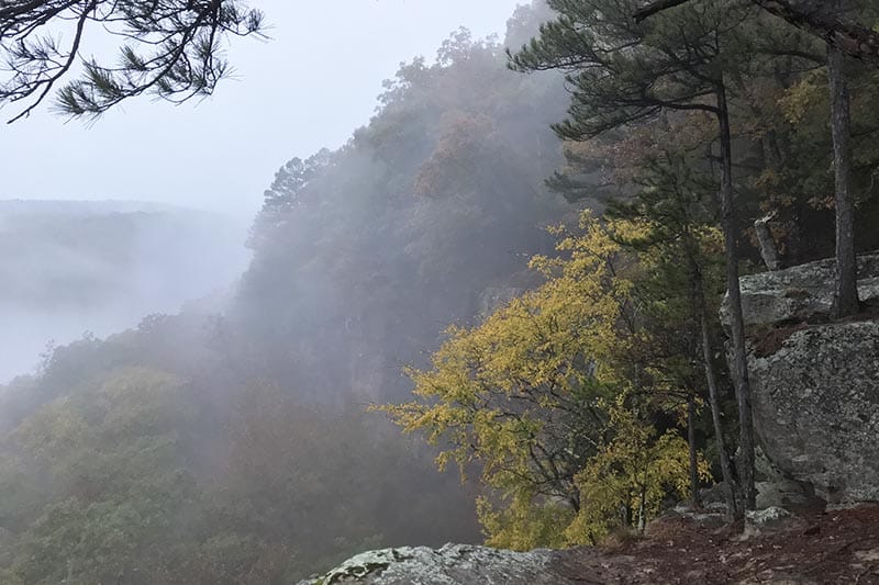 flaming yellow bush beside Hawksbill Crag in autumn
