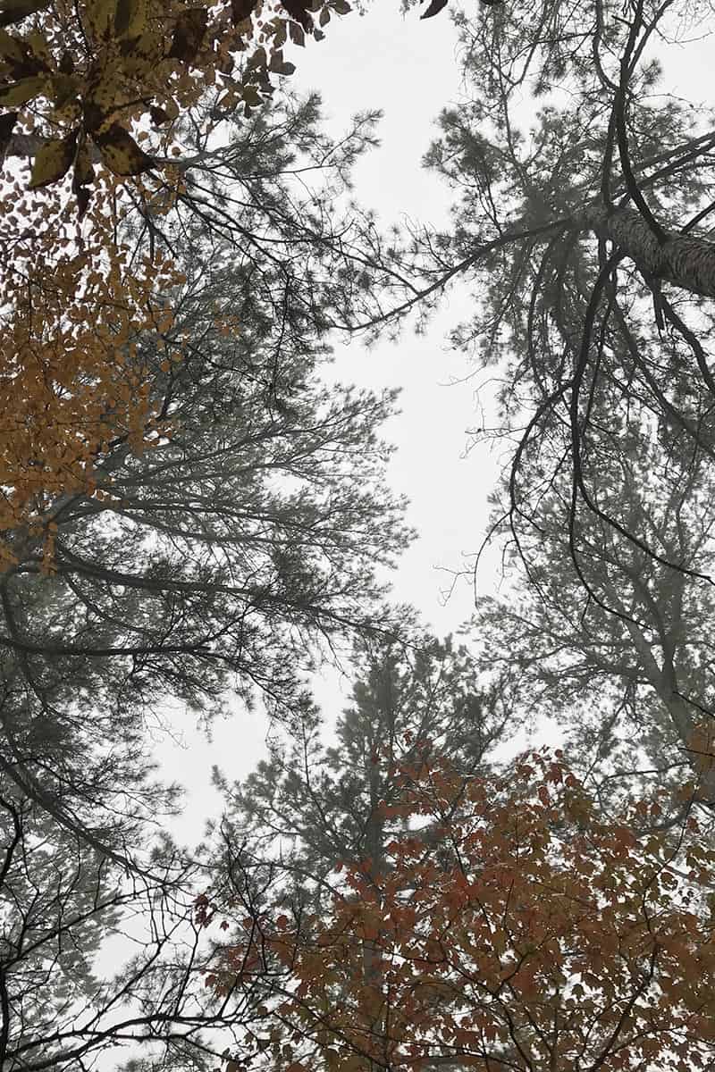 pine trees on Hawksbill Crag Trail