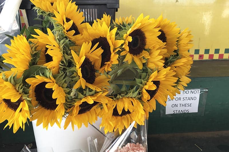 sunflowers from Soulard Florist at Soulard Market in St. Louis