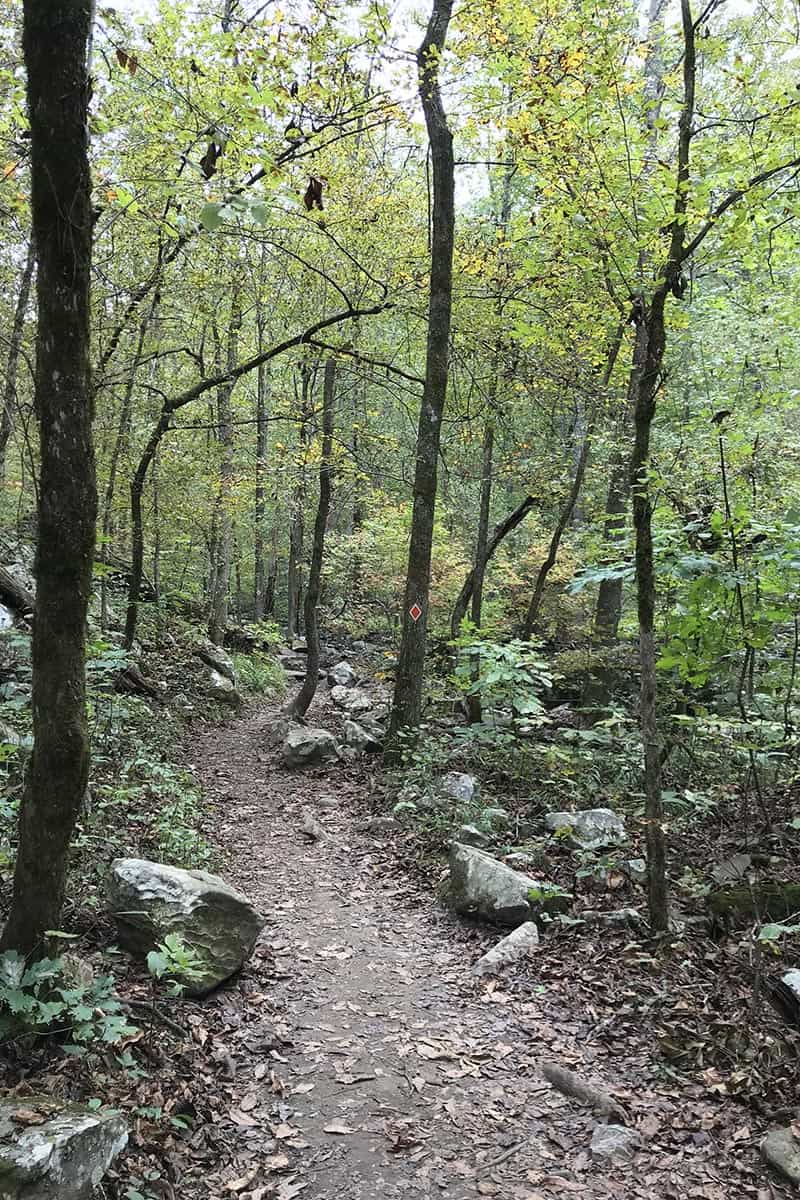 red trail marker on tree on Cedar Falls Trail in Petit Jean