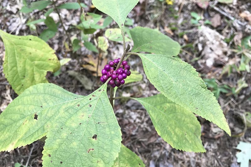 berries growing on Seven Hollows Trail in Petit Jean State Park, Arkansas