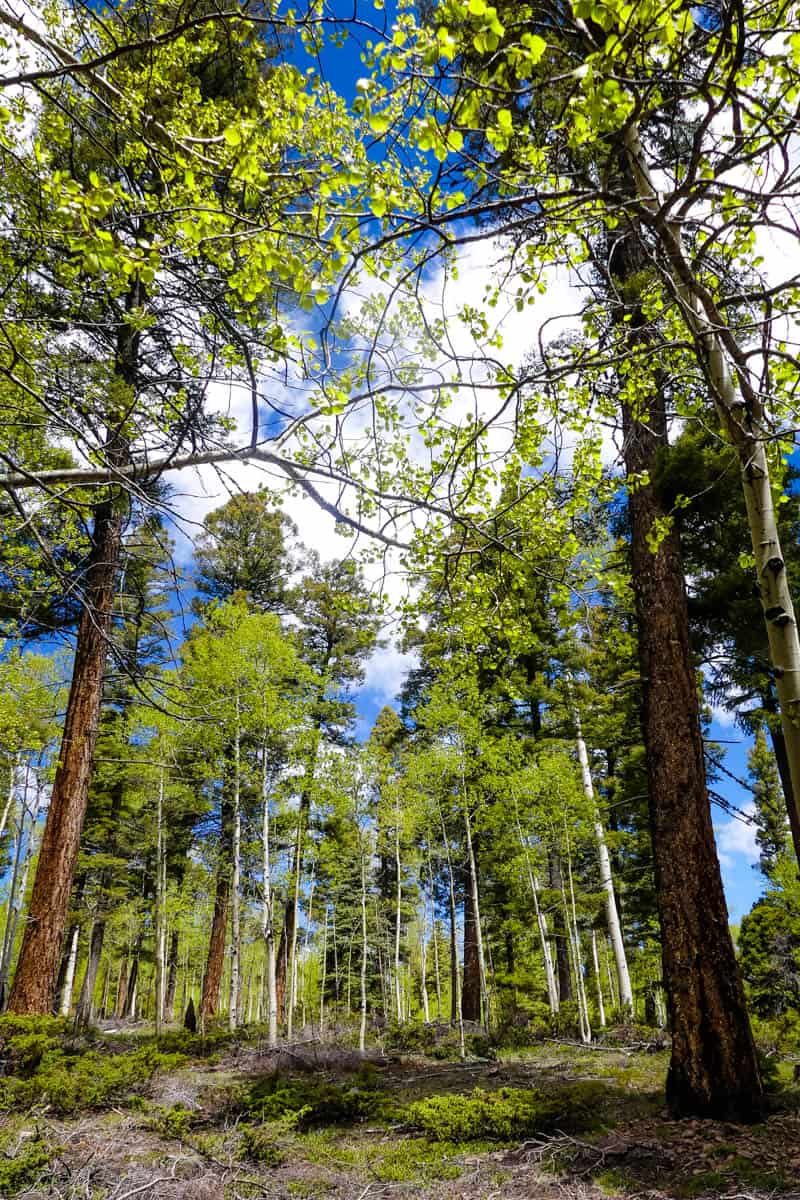 gorgeous hardwood trees and aspens in the Carson National Forest in New Mexico, USA